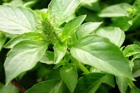 Clarin hayes body care routine (badan wangi sepanjang hari) ngomongin miss v. Wanginya Daun Pandan Usir Aroma Tak Sedap Miss V Merahputih