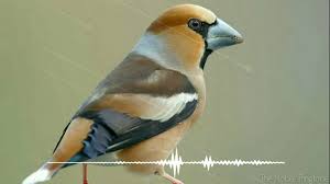 Bird Chirping Koyal Sound Effect By The Mobile Ringtone Youtube