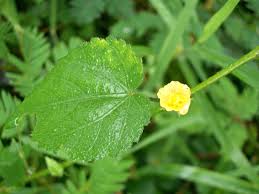 Image result for Sida veronicifolia