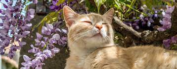 How to Make Your Garden Cat Friendly | Hartz