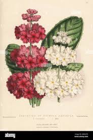 Image result for Primula 1982 Fleet