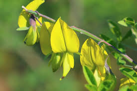 Image result for Crotalaria agatiflora