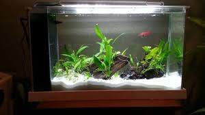 Cartier Gets A New Home Aquascape Betta Aquarium
