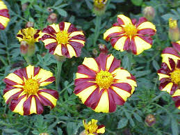 Librivox is a hope, an experiment, and a question: Marigold Flowers Are True Annuals Golden Balls Of Sunshine