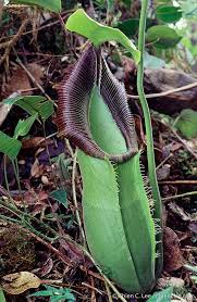 Image result for Nesaea spathulata