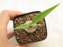 Image result for Monadenium fanshawei