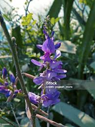 Image result for Indigofera