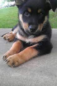 Dog registry of america, inc. An In Depth Guide To The German Shepherd Rottweiler Mix K9 Web