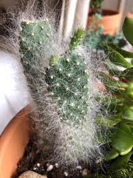 How do mealybug infestations affect indoor cacti? Why Is My Cactus So Fuzzy Read Comments Succulents