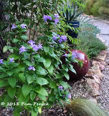 Image result for Barleria tanzaniana