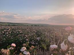 Trandafirii au o istorie de peste 35 milioane de ani. Foto Camp Imens De Trandafiri In Floare La 30 De Kilometri De ChiÈ™inÄƒu Cum Ajungi Acolo Diez