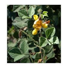 Image result for Rhynchosia viscosa