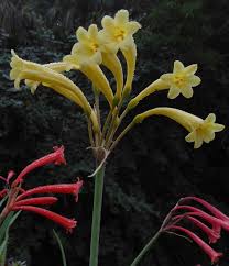 Image result for Cyrtanthus mackenii