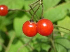 Image result for Solanum linneanum