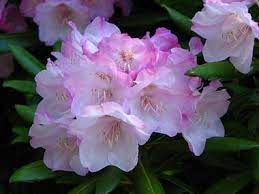 Funeral baskets, casket sprays also can be sent to funeral homes. Washington State Flower Coast Rhododendron