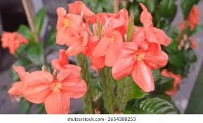 Image result for Crossandra infundibuliformis