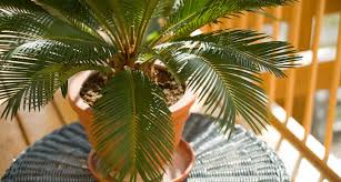 Top 10 plants poisonous to cats and dogs. Which Plants Are Poisonous To Cats A Complete Guide