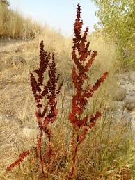 Image result for Afroligusticum runssoricum