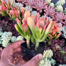 Image result for Crassula zombensis