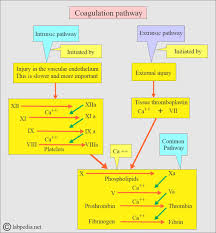 Image result for Anticoagulation Pathway