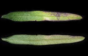 Image result for Polygala erioptera