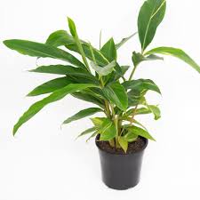 Check spelling or type a new query. Shell Ginger Variegated