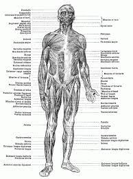 Arteries of the upper limb (shoulder, arm, hand) coloring page. Free Muscle Anatomy Coloring Pages High Quality Coloring Pages Coloring Home