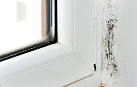 Each air quality tester and mold kit contains a petri dish, swab, and mold growth medium. How To Test For Mold In Your Apartment Mold Remediation