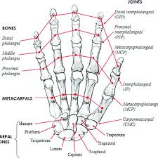 Some joints move freely, some move only slightly and the rest don't move at all. Human Hand Skeletal Structure Depicting Finger Bones Joints Download Scientific Diagram