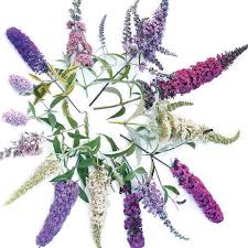 We did not find results for: Beyond The Basic Butterfly Bush Finegardening