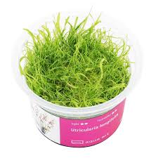 Image result for Cyanotis longifolia