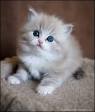 Ragdolls for Sale in Minneapolis | Cats on Oodle Classifieds