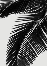 Palm leaves, black and white image monstera plant leaf. Palm Leaves Bw Art Print By Rafael Farias