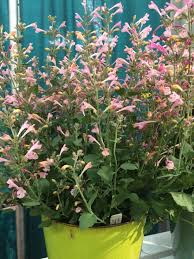 Kudos™ agastache are a game changer. Plant Lust More Must Haves