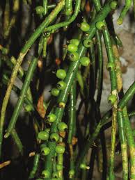 Image result for Rhipsalis baccifera