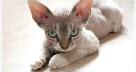 Devon Rex | PetMD