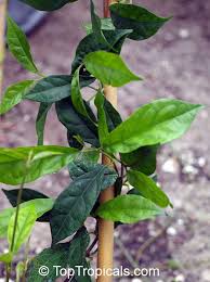 Image result for Strophanthus speciosus