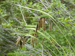 Image result for Carex angolensis