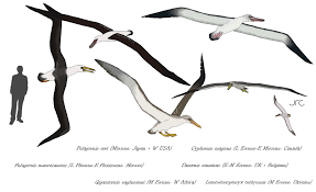 Maybe you would like to learn more about one of these? Pelagornithids Largest Flying Birds Ever By Wingspan Naturewasmetal