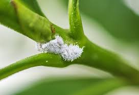 Image result for Mealybug cucumber