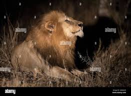 Lion night animal hi-res stock photography and images