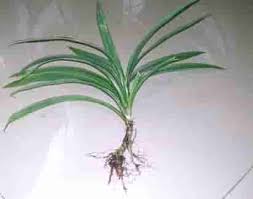 Check spelling or type a new query. 5 Langkah Menanam Daun Pandan Dalam Pot Hijau Dan Wangi Pupuk Lahan