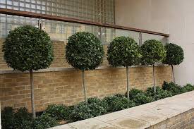 Standard Bay Tree Google Search Bay Laurel Tree Bay Tree Courtyard Garden