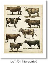 Antique Cow Chart By Vision Studio Art Print Poster