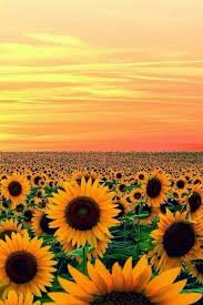 Image About Tumblr In Fundo De Tela Wallpaper By Anna Clara Santos Beautiful Flowers Sunflower Fields Flower Field