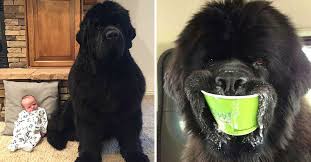 Newfoundlands don't do well when left alone for long periods. 20 Funny Photos That Show Just How Enormous Newfoundland Dogs Can Be