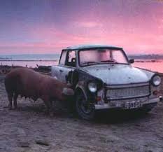 Risultati immagini per gatto bianco gatto nero