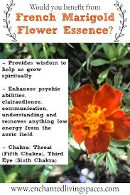 Wisdom To Help Us Grow Spiritually Bachfloweremedies Floweressences Gentlehealing Comebacktobalance In 2020 Flower Essences Magical Herbs Flower Remedy