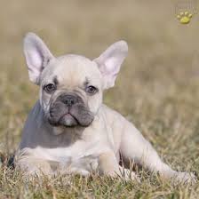 Puppy comes with the akc puppy protection package which includes complimentary microchipping and registration certificate. Chaz French Bulldog Puppy For Sale In Bucks County Pa Lancaster Puppies French Bulldog Bulldog Puppies Bulldog Puppies For Sale