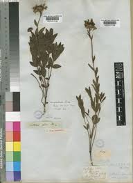 Image result for Callilepis laureola